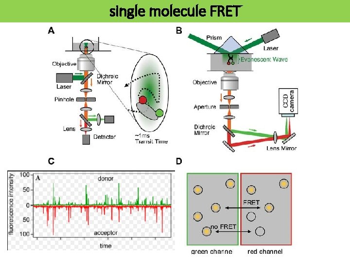 single molecule FRET 