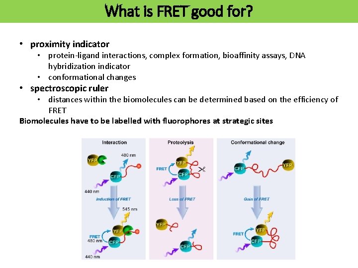 What is FRET good for? • proximity indicator • protein-ligand interactions, complex formation, bioaffinity
