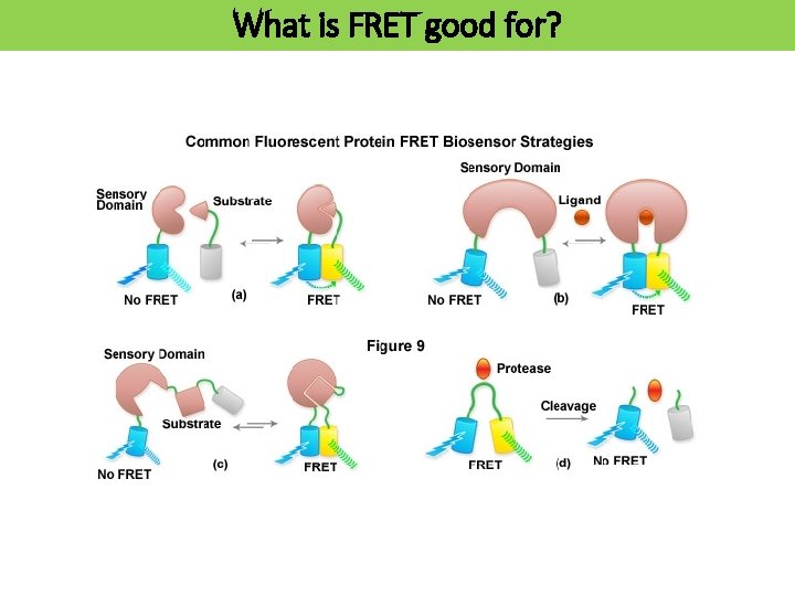 What is FRET good for? 