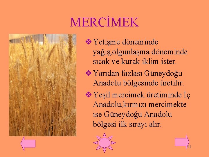 MERCİMEK v Yetişme döneminde yağış, olgunlaşma döneminde sıcak ve kurak iklim ister. v Yarıdan