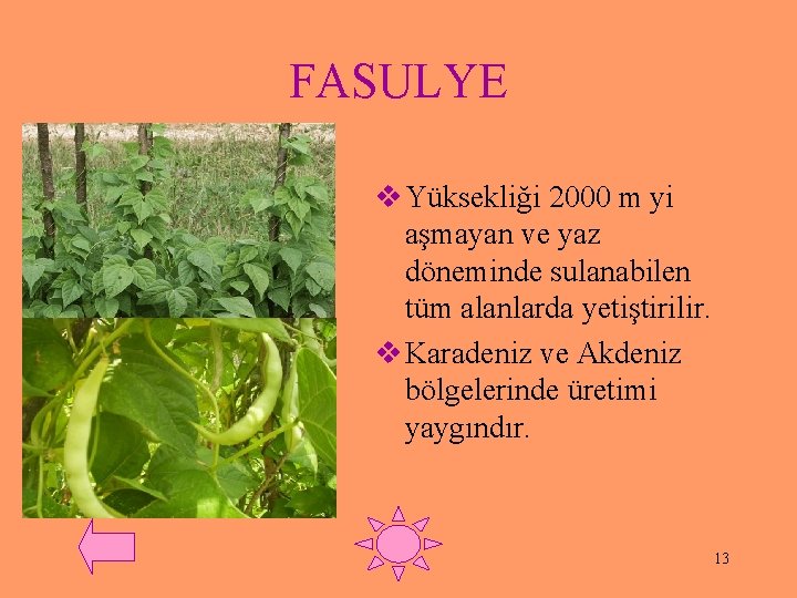 FASULYE v Yüksekliği 2000 m yi aşmayan ve yaz döneminde sulanabilen tüm alanlarda yetiştirilir.