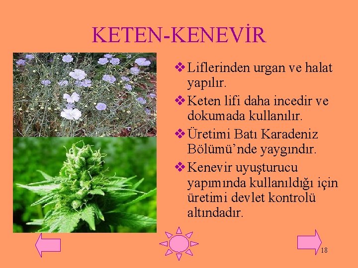 KETEN-KENEVİR v Liflerinden urgan ve halat yapılır. v Keten lifi daha incedir ve dokumada