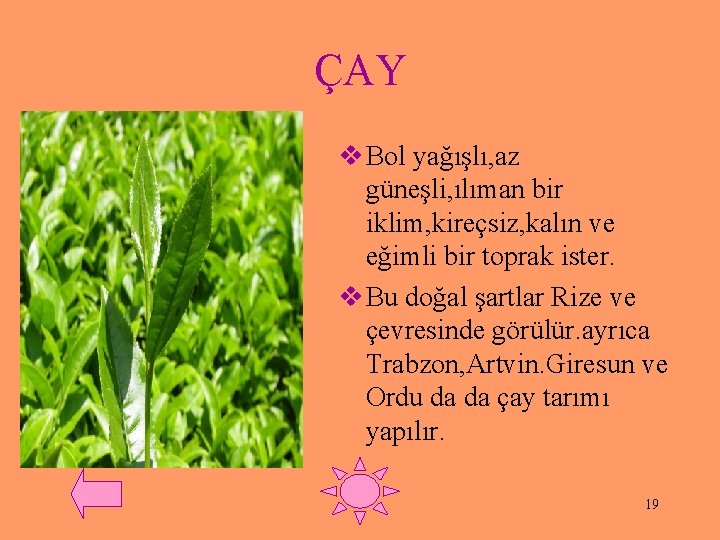 ÇAY v Bol yağışlı, az güneşli, ılıman bir iklim, kireçsiz, kalın ve eğimli bir