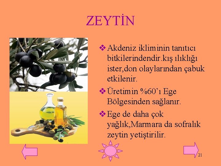 ZEYTİN v Akdeniz ikliminin tanıtıcı bitkilerindendir. kış ılıklığı ister, don olaylarından çabuk etkilenir. v