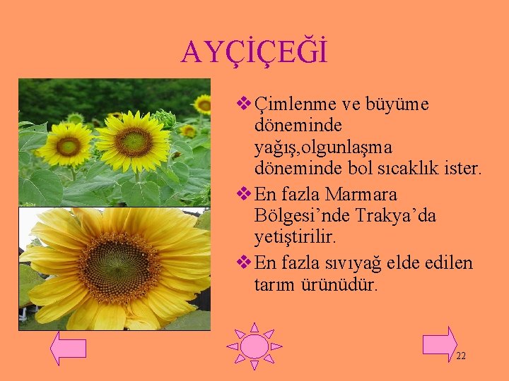 AYÇİÇEĞİ v Çimlenme ve büyüme döneminde yağış, olgunlaşma döneminde bol sıcaklık ister. v En