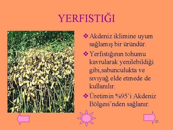 YERFISTIĞI v Akdeniz iklimine uyum sağlamış bir üründür. v Yerfıstığının tohumu kavrularak yenilebildiği gibi,