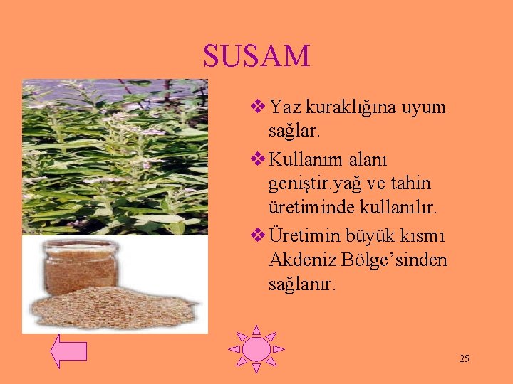 SUSAM v Yaz kuraklığına uyum sağlar. v Kullanım alanı geniştir. yağ ve tahin üretiminde