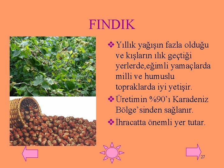 FINDIK v Yıllık yağışın fazla olduğu ve kışların ılık geçtiği yerlerde, eğimli yamaçlarda milli