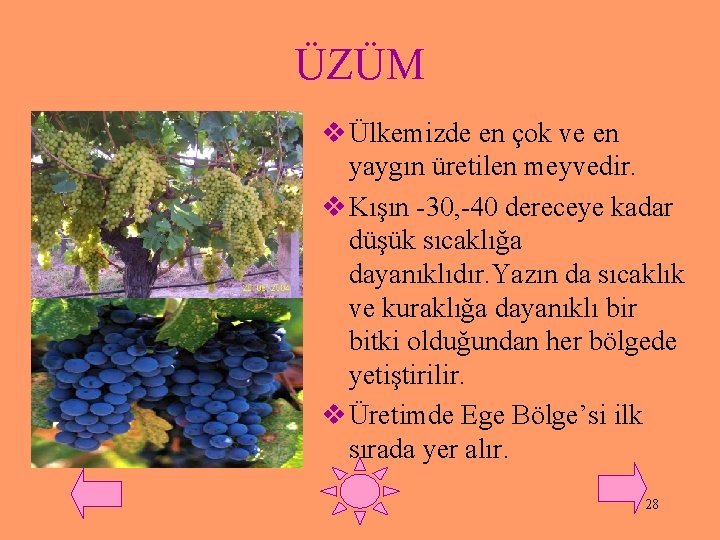 ÜZÜM v Ülkemizde en çok ve en yaygın üretilen meyvedir. v Kışın -30, -40