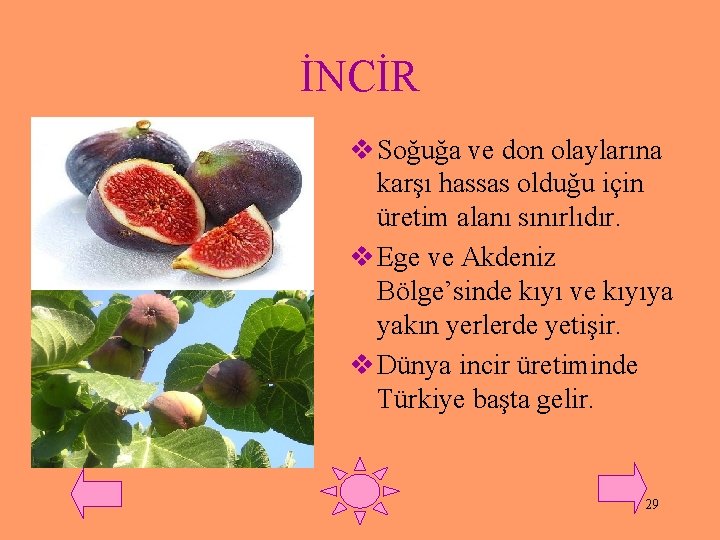 İNCİR v Soğuğa ve don olaylarına karşı hassas olduğu için üretim alanı sınırlıdır. v