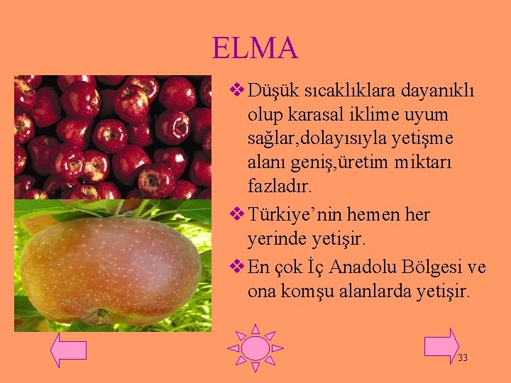 ELMA v Düşük sıcaklıklara dayanıklı olup karasal iklime uyum sağlar, dolayısıyla yetişme alanı geniş,