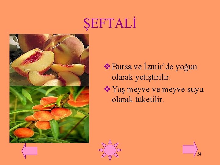 ŞEFTALİ v Bursa ve İzmir’de yoğun olarak yetiştirilir. v Yaş meyve ve meyve suyu