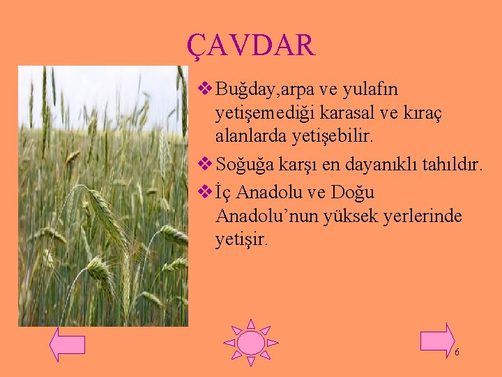 ÇAVDAR v Buğday, arpa ve yulafın yetişemediği karasal ve kıraç alanlarda yetişebilir. v Soğuğa