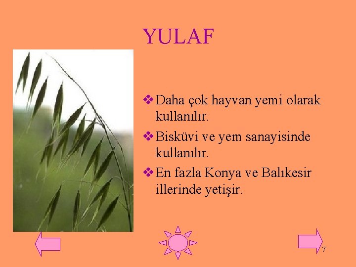 YULAF v Daha çok hayvan yemi olarak kullanılır. v Bisküvi ve yem sanayisinde kullanılır.