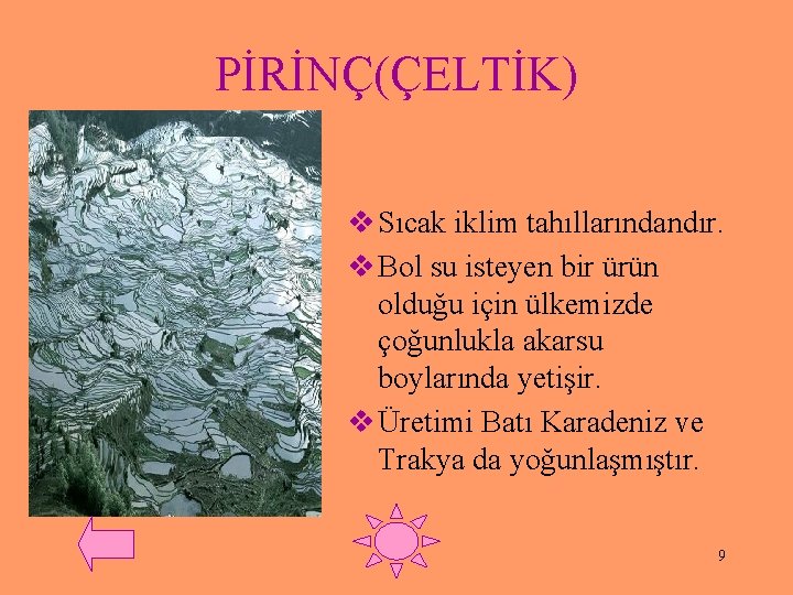 PİRİNÇ(ÇELTİK) v Sıcak iklim tahıllarındandır. v Bol su isteyen bir ürün olduğu için ülkemizde