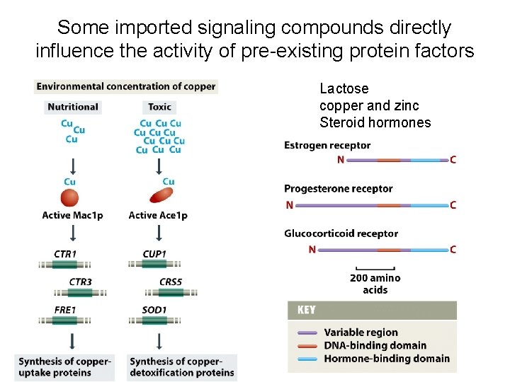 Some imported signaling compounds directly influence the activity of pre-existing protein factors Lactose copper