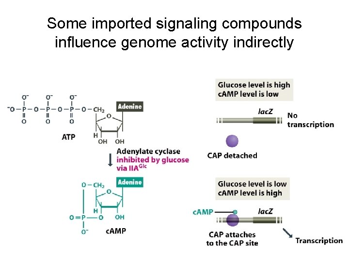 Some imported signaling compounds influence genome activity indirectly 