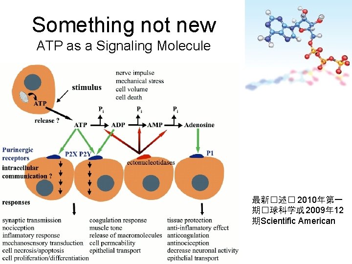 Something not new ATP as a Signaling Molecule 最新�述� 2010年第一 期�球科学或 2009年 12 期Scientific