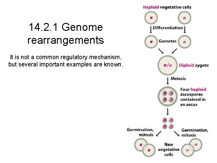 14. 2. 1 Genome rearrangements It is not a common regulatory mechanism, but several