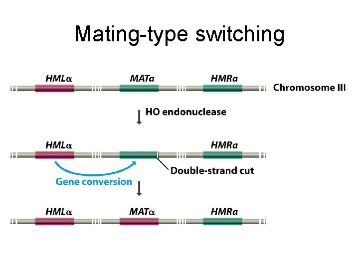 Mating-type switching 