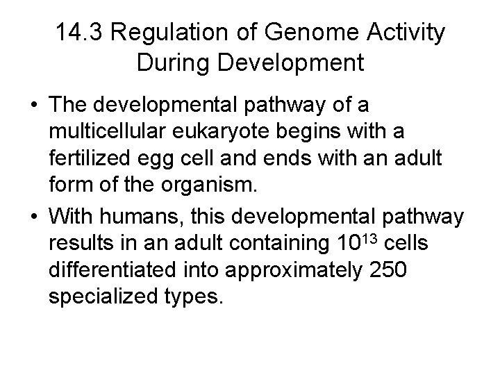 14. 3 Regulation of Genome Activity During Development • The developmental pathway of a