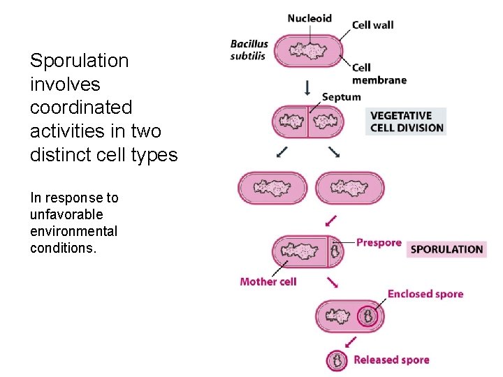 Sporulation involves coordinated activities in two distinct cell types In response to unfavorable environmental