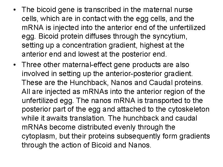  • The bicoid gene is transcribed in the maternal nurse cells, which are