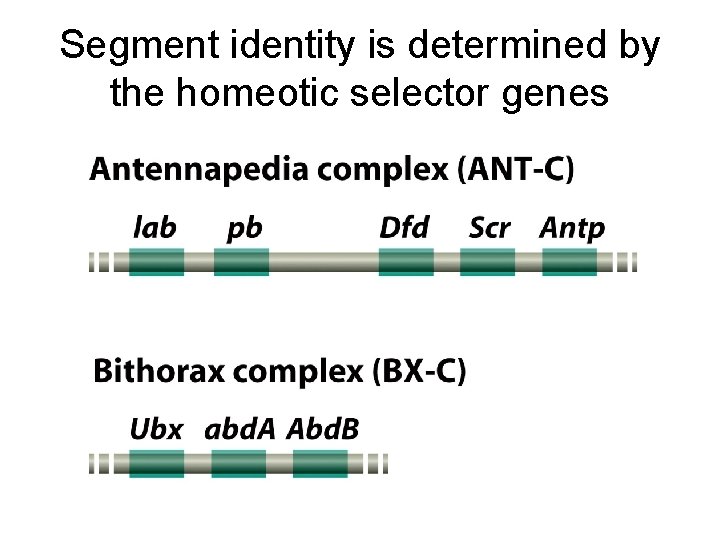 Segment identity is determined by the homeotic selector genes 