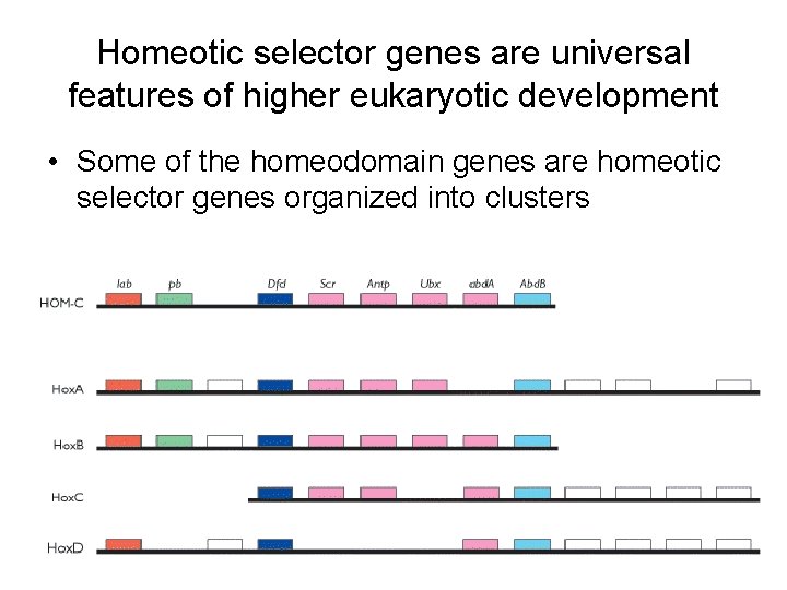 Homeotic selector genes are universal features of higher eukaryotic development • Some of the