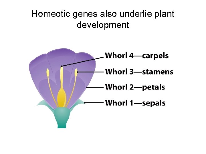 Homeotic genes also underlie plant development 