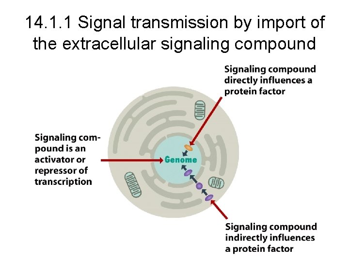 14. 1. 1 Signal transmission by import of the extracellular signaling compound 