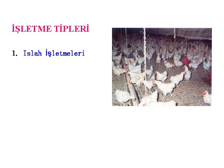 İŞLETME TİPLERİ 1. Islah İşletmeleri 