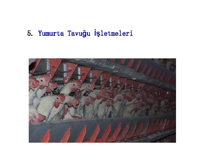 5. Yumurta Tavuğu İşletmeleri 