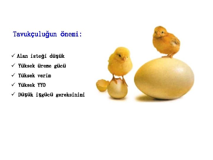 Tavukçuluğun önemi: ü Alan isteği düşük ü Yüksek üreme gücü ü Yüksek verim ü