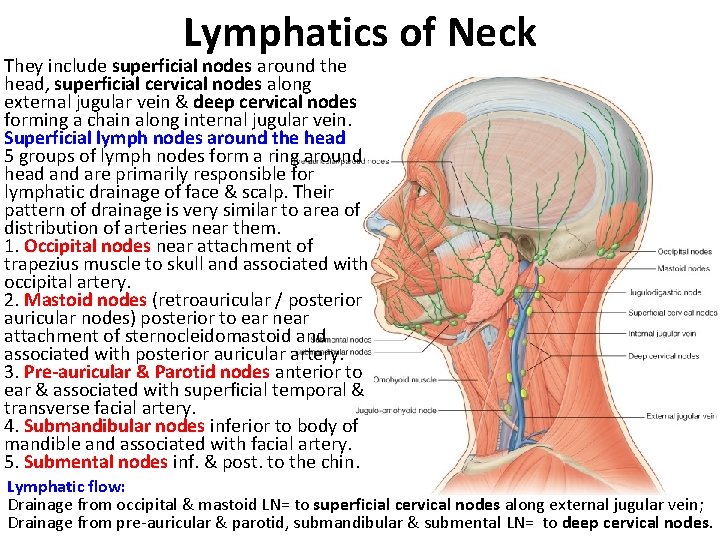 Lymphatics of Neck They include superficial nodes around the head, superficial cervical nodes along