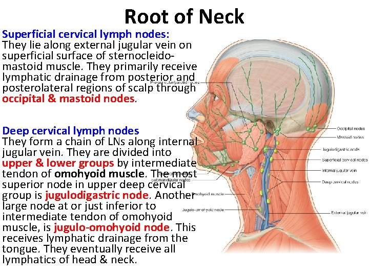 Root of Neck Superficial cervical lymph nodes: They lie along external jugular vein on