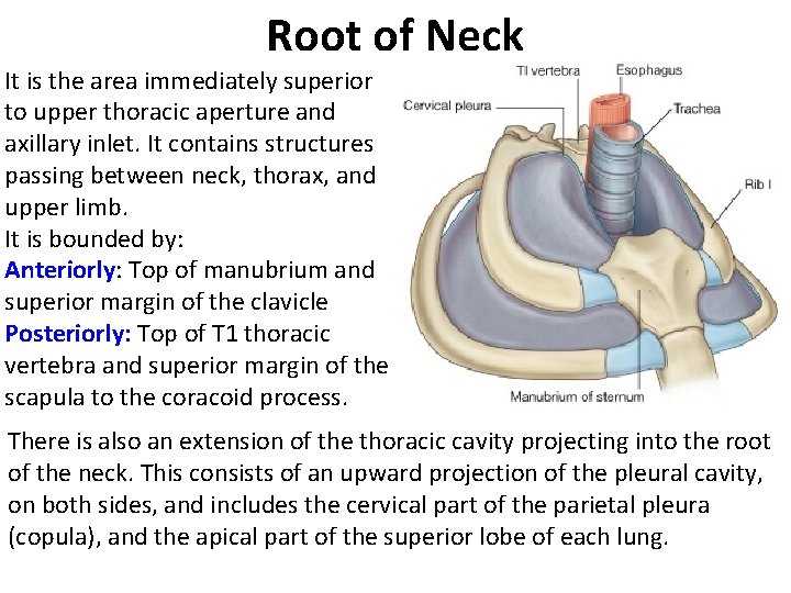 Root of Neck It is the area immediately superior to upper thoracic aperture and