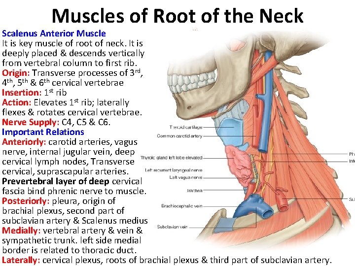 Muscles of Root of the Neck Scalenus Anterior Muscle It is key muscle of