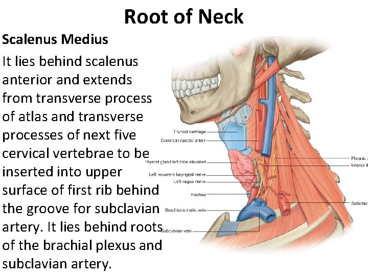 Root of Neck Scalenus Medius It lies behind scalenus anterior and extends from transverse