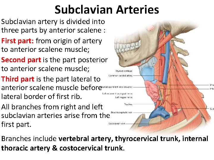 Subclavian Arteries Subclavian artery is divided into three parts by anterior scalene : First Subclavian Arteries Subclavian artery is divided into three parts by anterior scalene : First