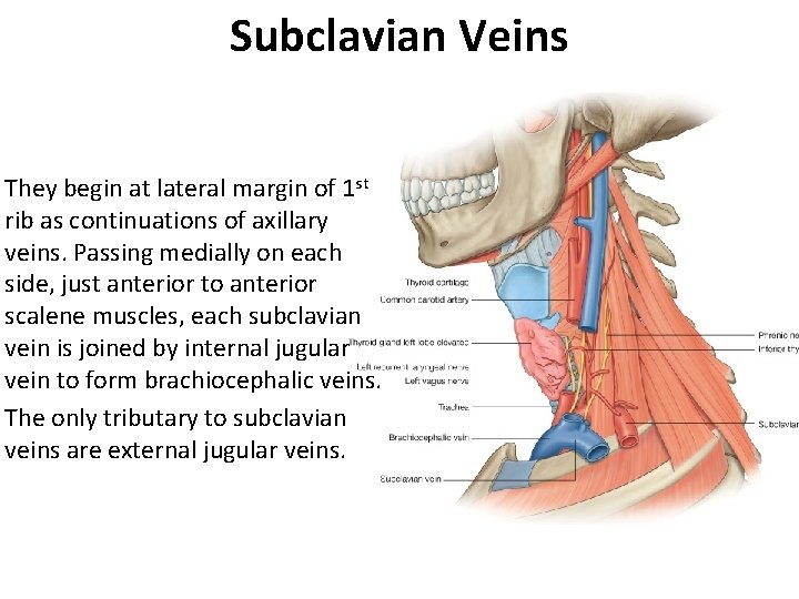 Subclavian Veins They begin at lateral margin of 1 st rib as continuations of