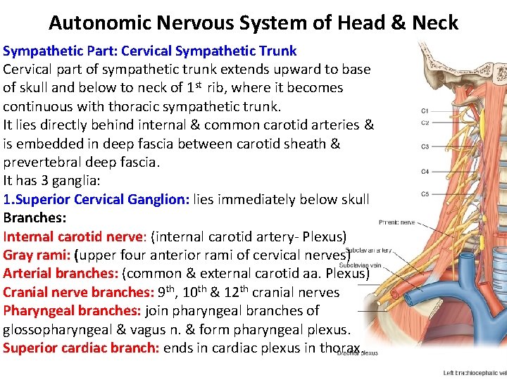 Autonomic Nervous System of Head & Neck Sympathetic Part: Cervical Sympathetic Trunk Cervical part