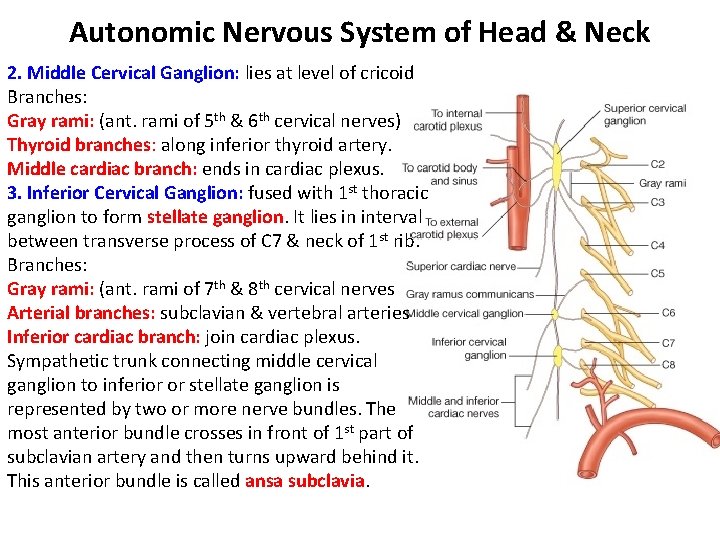 Autonomic Nervous System of Head & Neck 2. Middle Cervical Ganglion: lies at level