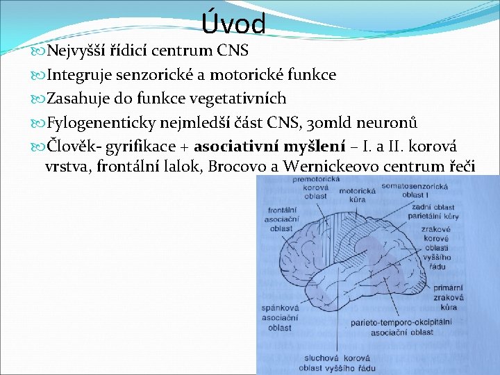 Úvod Nejvyšší řídicí centrum CNS Integruje senzorické a motorické funkce Zasahuje do funkce vegetativních