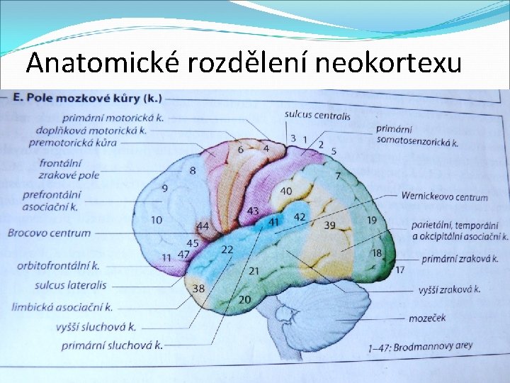 Anatomické rozdělení neokortexu 