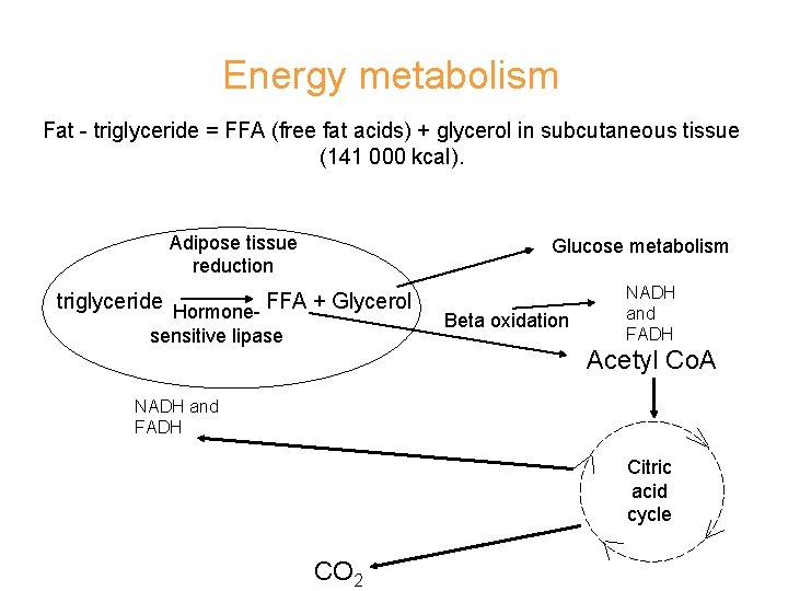 Energy metabolism Fat - triglyceride = FFA (free fat acids) + glycerol in subcutaneous
