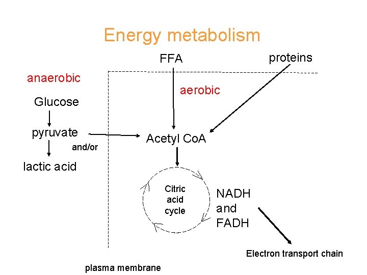 Energy metabolism proteins FFA anaerobic Glucose pyruvate and/or Acetyl Co. A lactic acid Citric