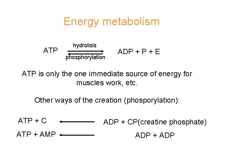 Energy metabolism ATP hydrolisis phosphorylation ADP + E ATP is only the one immediate