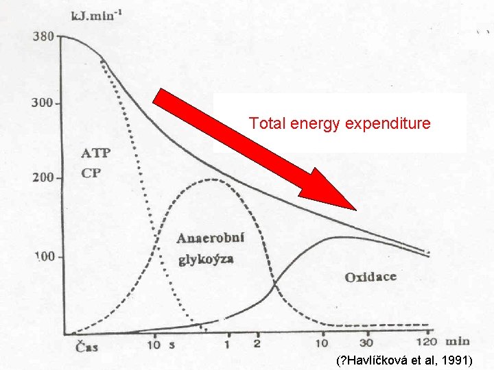 Total energy expenditure - s trváním pokles (? Havlíčková et al, 1991) 