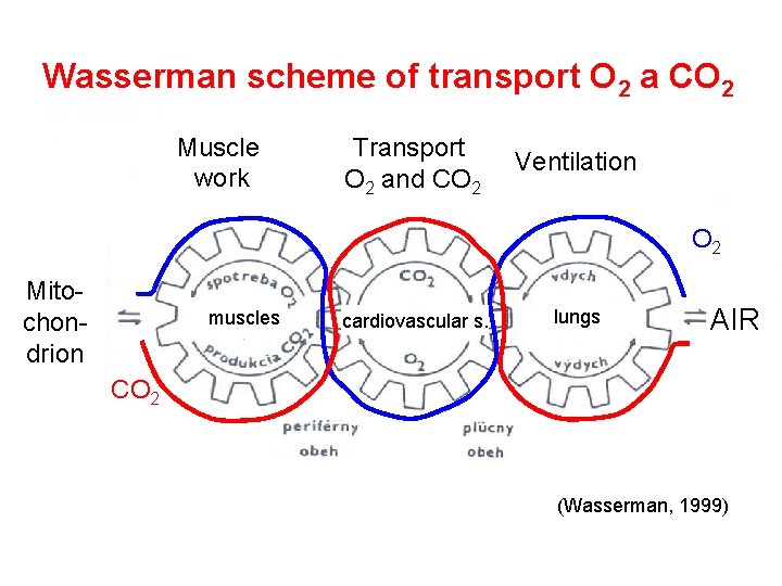 Wasserman scheme of transport O 2 a CO 2 Muscle work Transport O 2